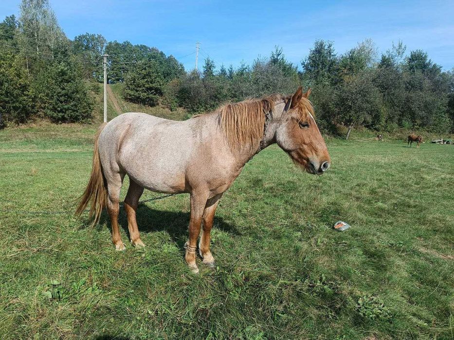 Продам молоду кобилу