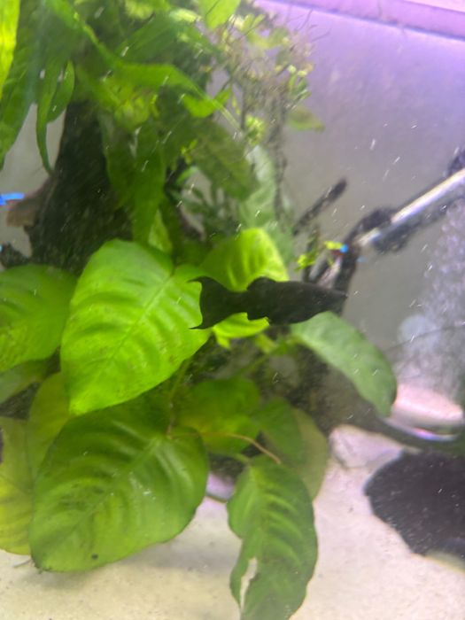 Peixes mollys pretas e amarelas