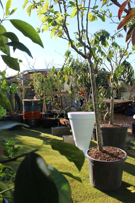 Plant pots / Vaso