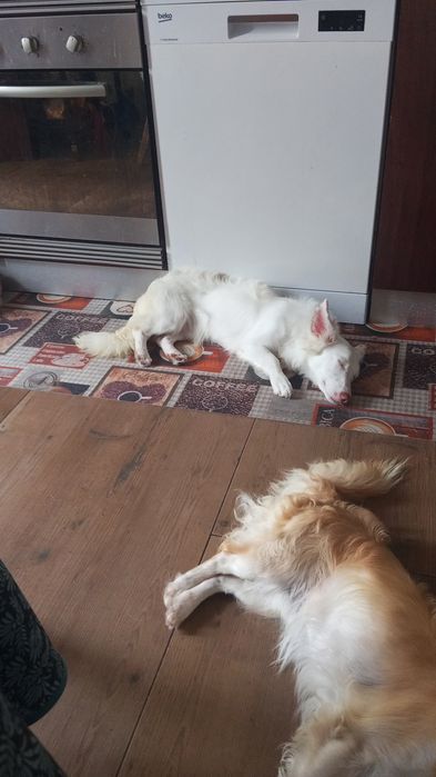 Cão rafeiro 6 meses