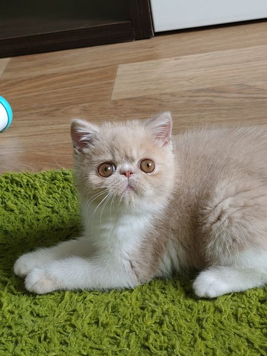 Екзотичний хлопчик