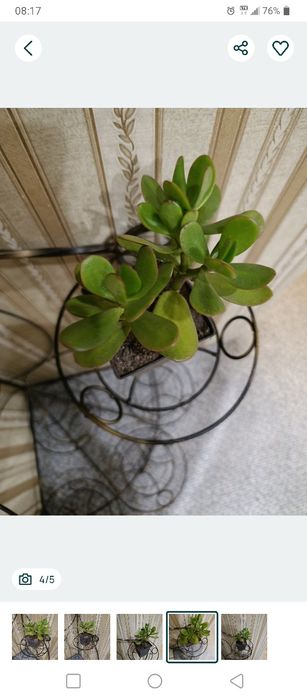 Денежное дерево. Толстянка