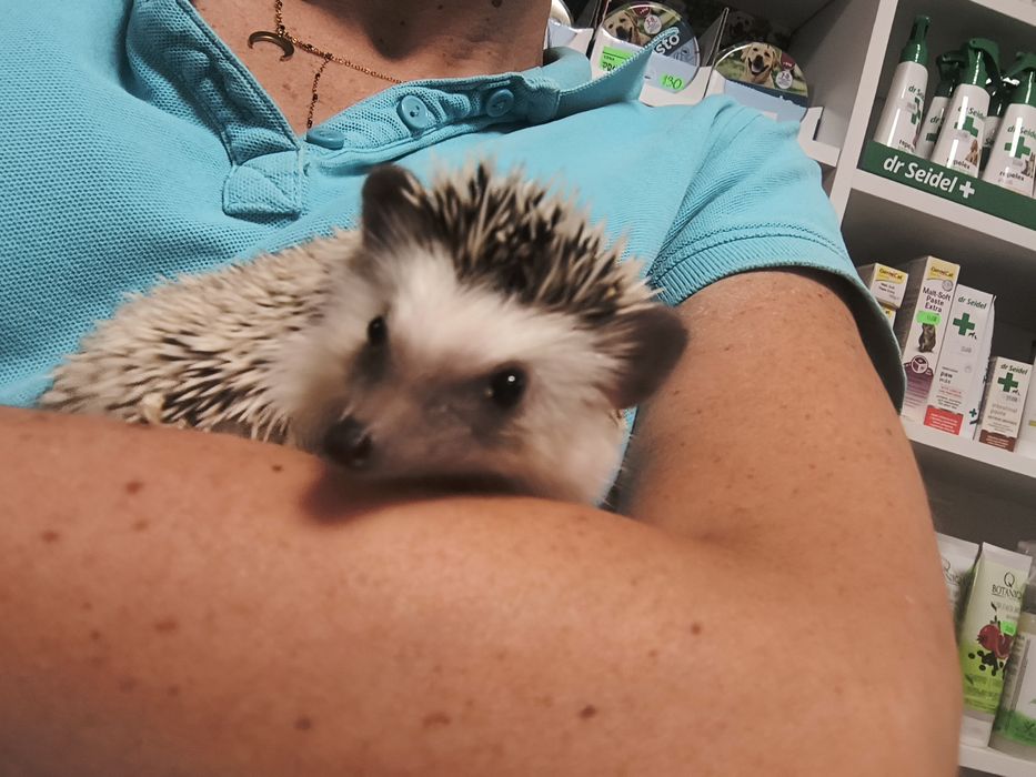 Jeż pigmejski , przyjacielski.