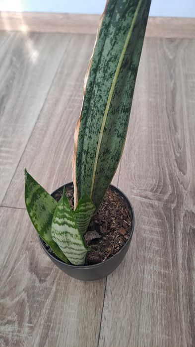 Вазон Сансеверія