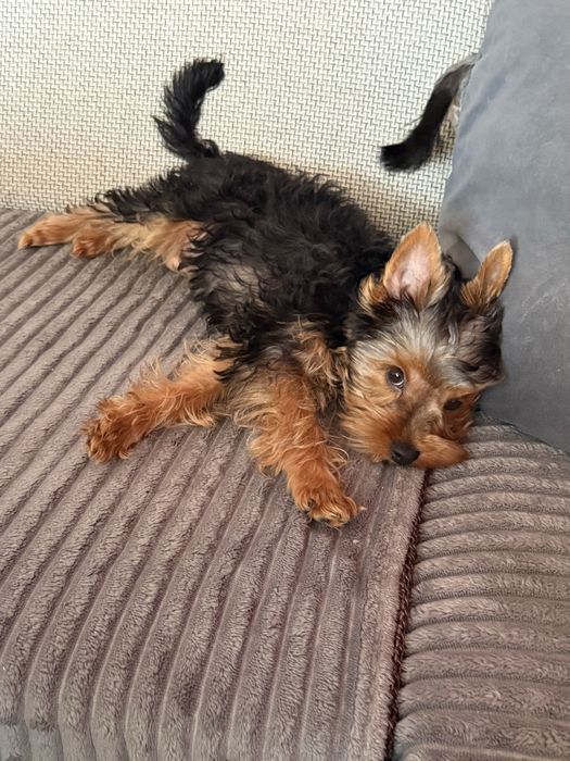 Yotkshire terrier