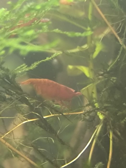 Camarões Red Cherry Neocaridina — Fortes, Saudáveis e de Cor Viva!