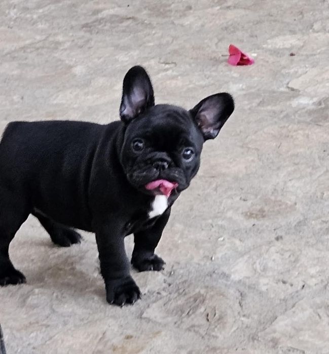 Bulldog Francês Macho