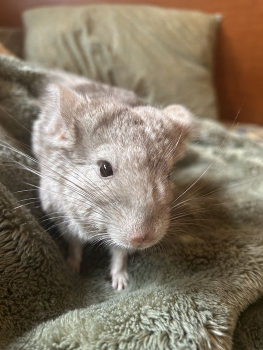 Chinchila creme