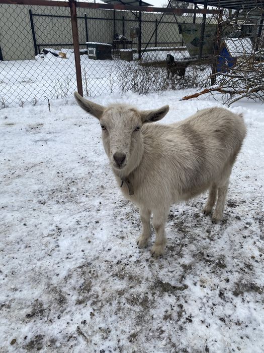 Продам кізочок  .