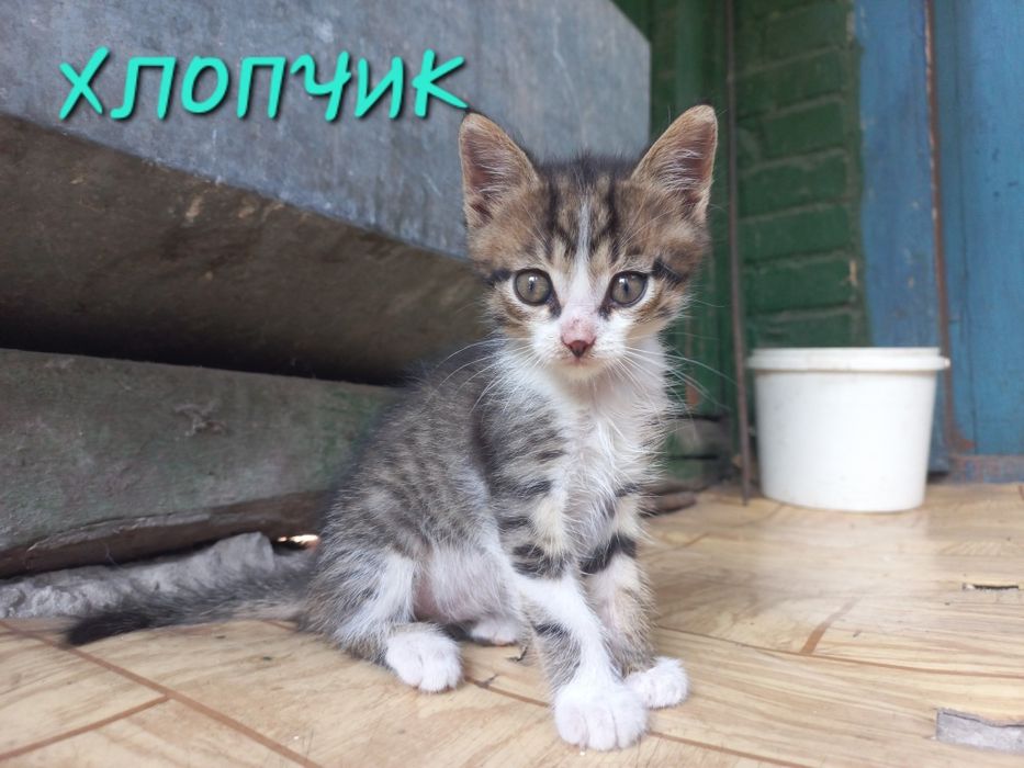 Котята. Кошенята