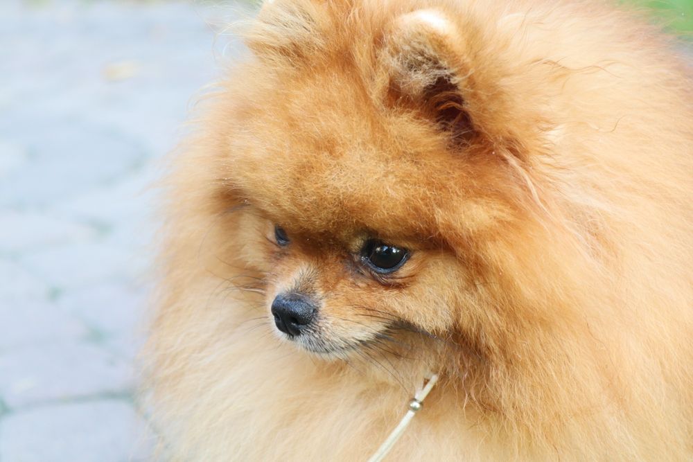 Кобель Померанський шпіц