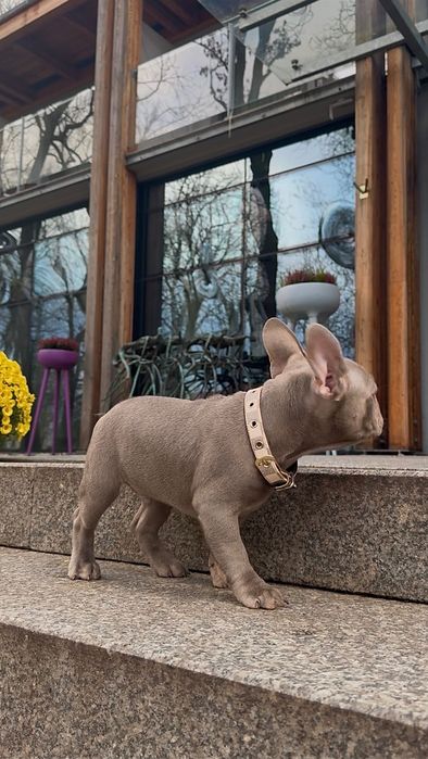 Buldog Francuski chłopak New shade Isabella