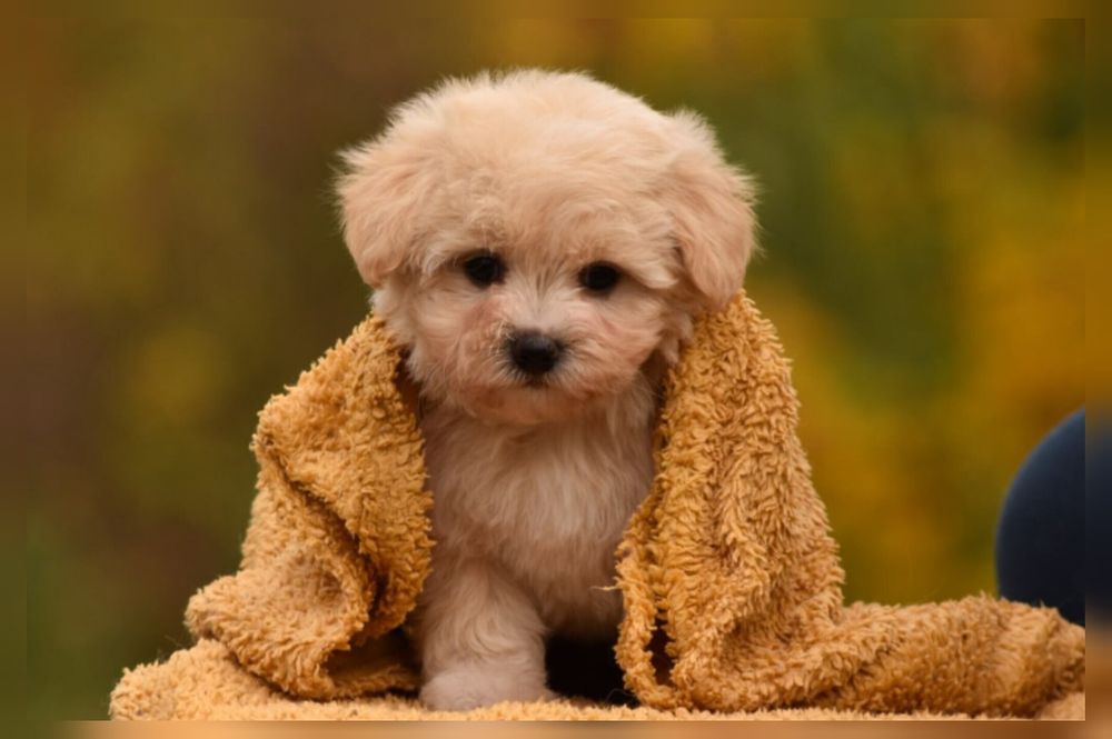 Мальтіпу в Лубнах. Дівчинка золотистого забарвлення