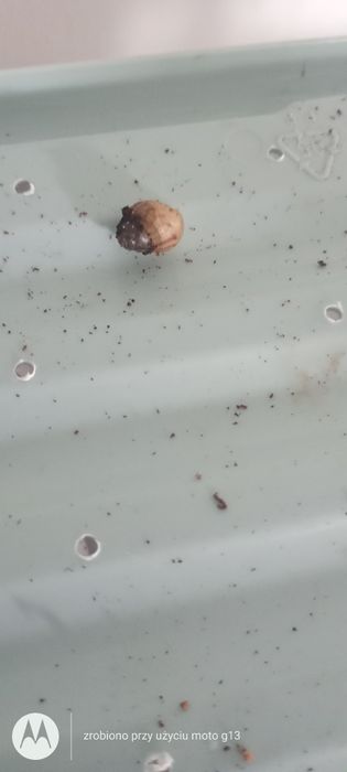 Ślimaki afrykańskie młode