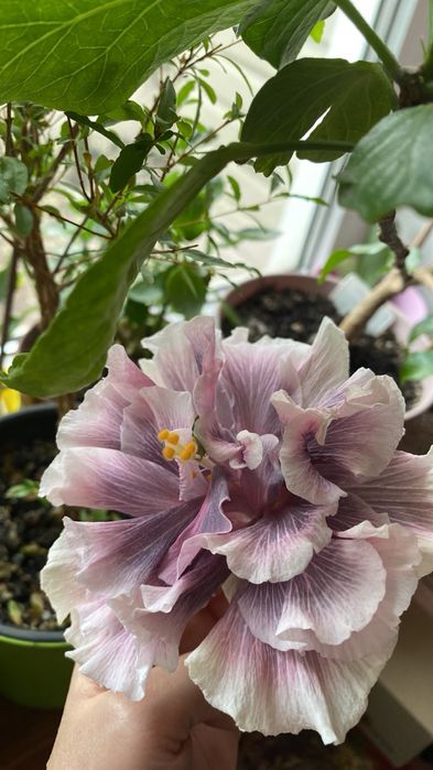 Сортовий гібіскус Marianne Charlton