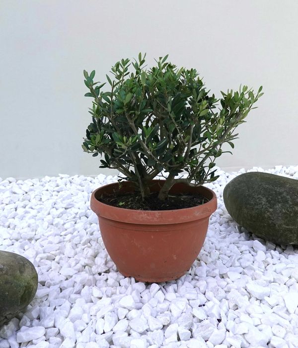 Олива європейська кущова бонсай bonsai Bush B20-25 Olea europaea Іспанія