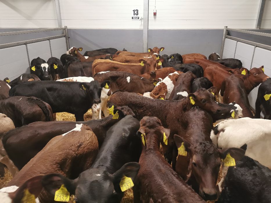 Jałówki 60-90kg POLSKIE Pniewy duży wybór