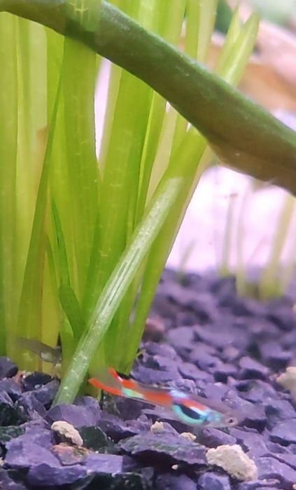 Peixes Guppies endler