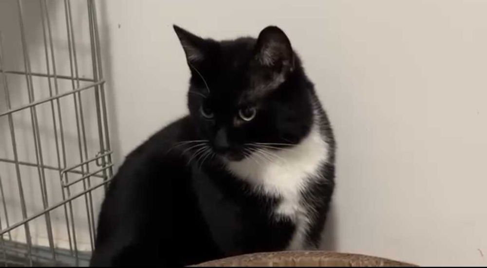 MARTIN – koci dżentelmen w białych skarpetkach