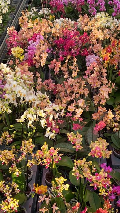 Орхідеї Оптом Сортові Орхидеи Мутанти Підлітки