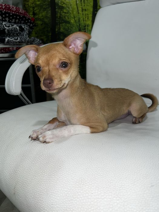 Продається дівчинка той‑тер’єр, 2,5 місяці!