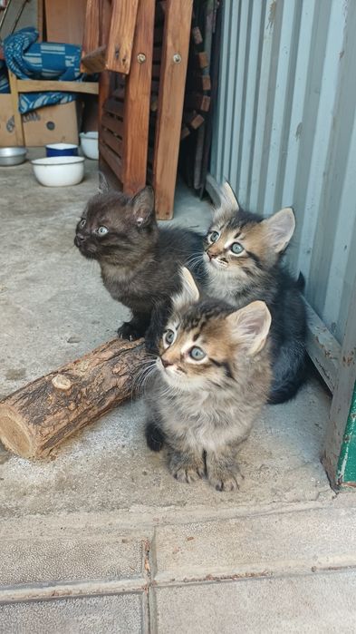 Котики і киця в добрі руки