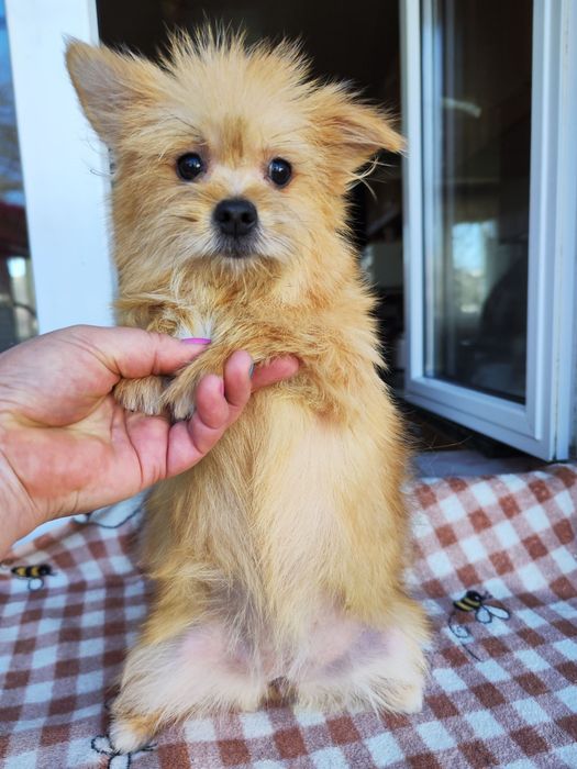 ЙоркоПу микс Девочка