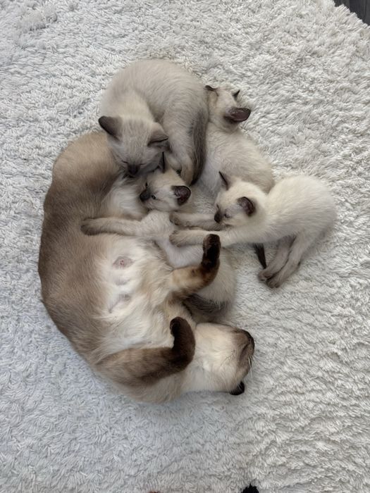 Kot kotka syjamski syjam