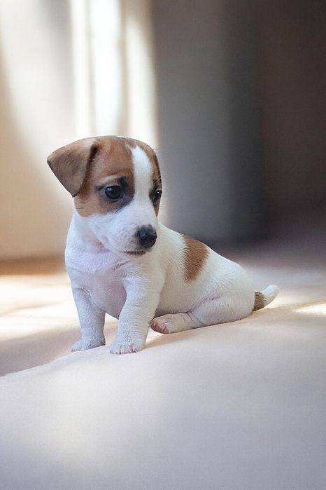 Фантастичні джек- рассел.