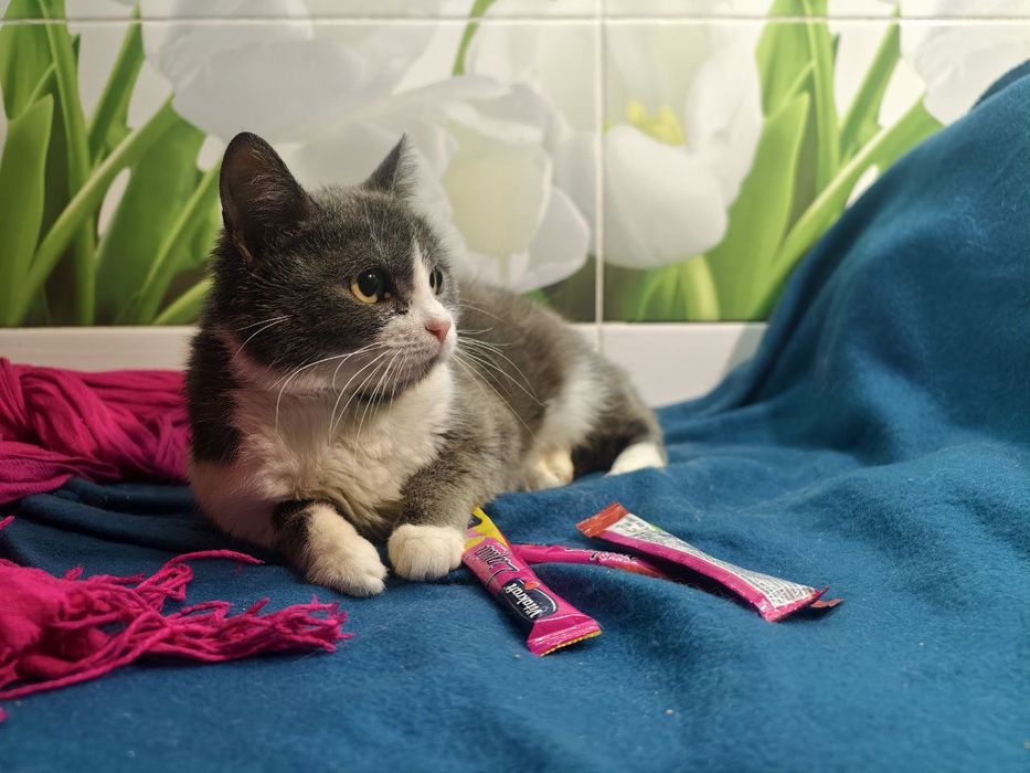 Кішечка, справжня сіро - біла пані, очікує своїх людей