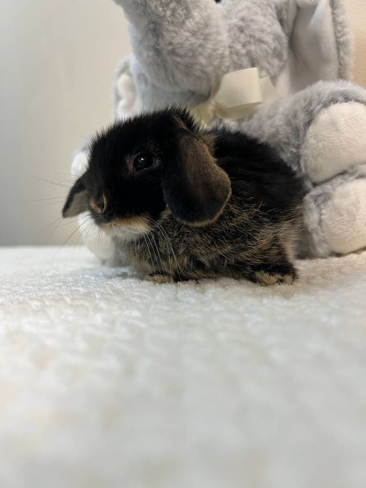 Декоративний кролик , окрас чорний оттер