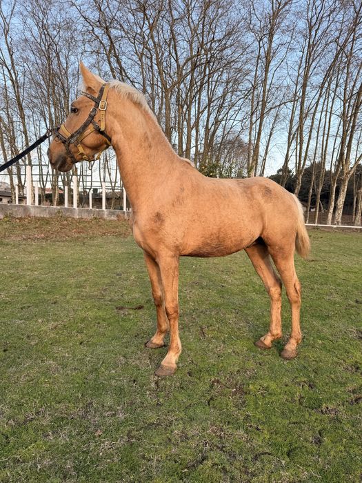 Cavalo palomino 4 anos