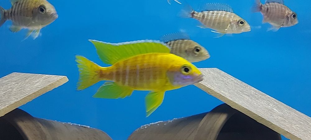 Pyszczaki Aulonocara Baenschi Benga Malawi Tanganika