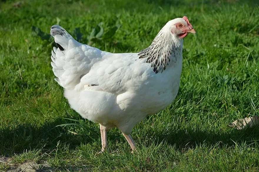 Kury nioski Rossa - różne kolory!