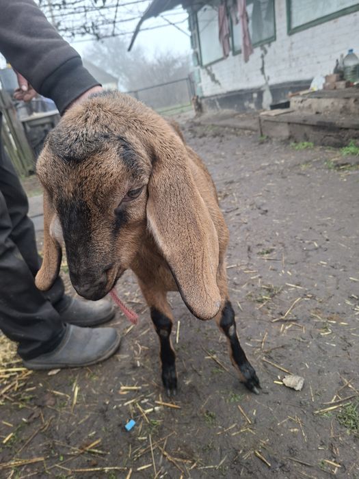 Продам козочку англо-нубийскую