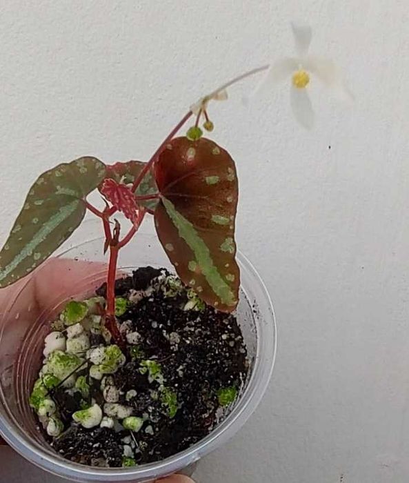 Begonia variabilis, B. malachosticta, B. larvata