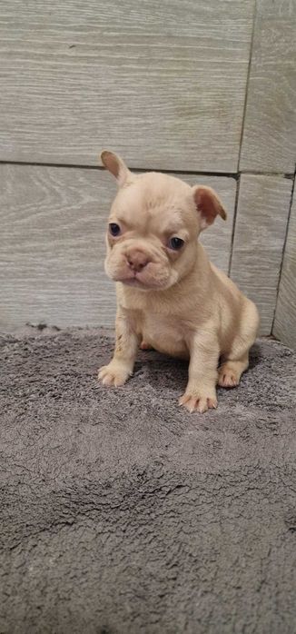 Bulldog francês Fêmea cor Isabella