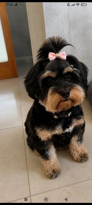 Yorkpoo magnífica