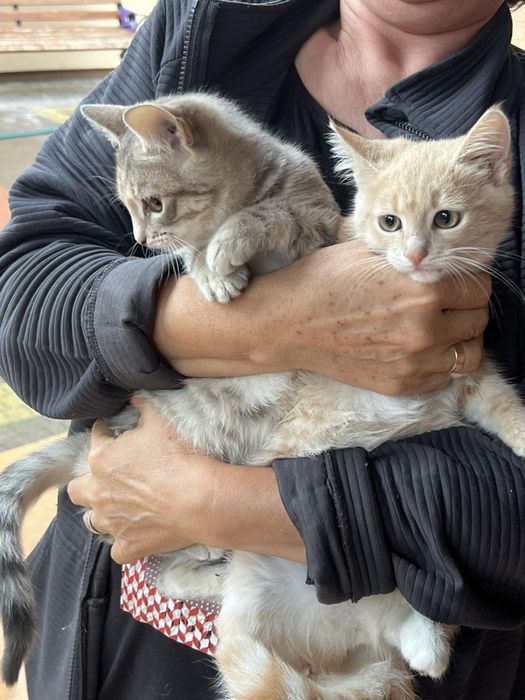 Віддам кішок у ласкаві руки