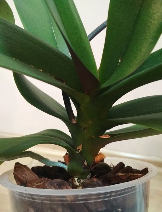 Орхидея фаленопсис, пелор Стелленбош