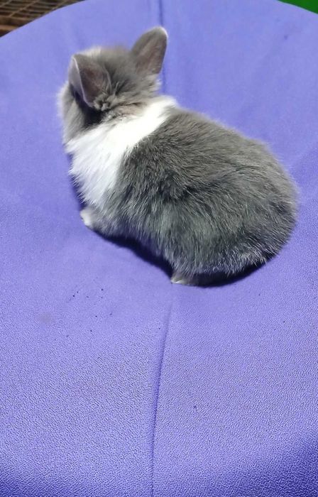 Декоративний кролик,  карликовий кролик