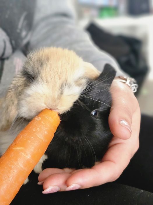 Vendo coelhos orelhudos Holland Lop muito dóceis e saudáveis