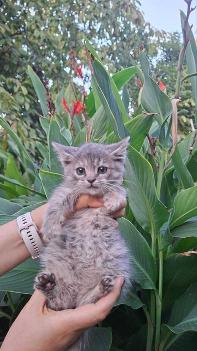 Гарнюні кошенятка 1,5 місяці