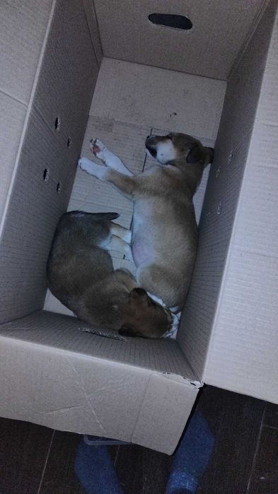 Віддаю щенят в добрі руки .Макарів ,область. Будуть не великі.