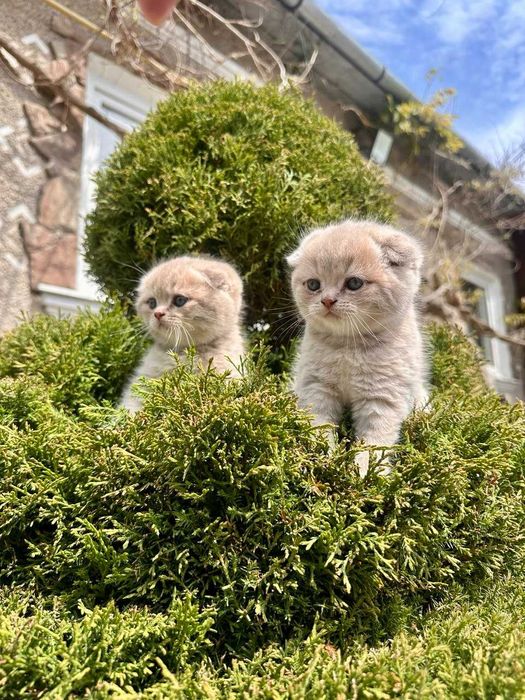 Шотландські висловухі кошенята