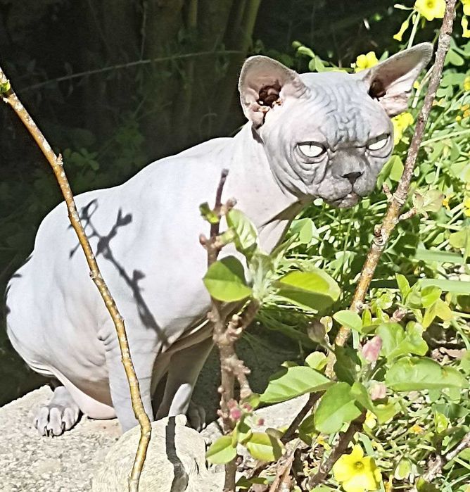 Lindissima gata sphynx. Extreme type.