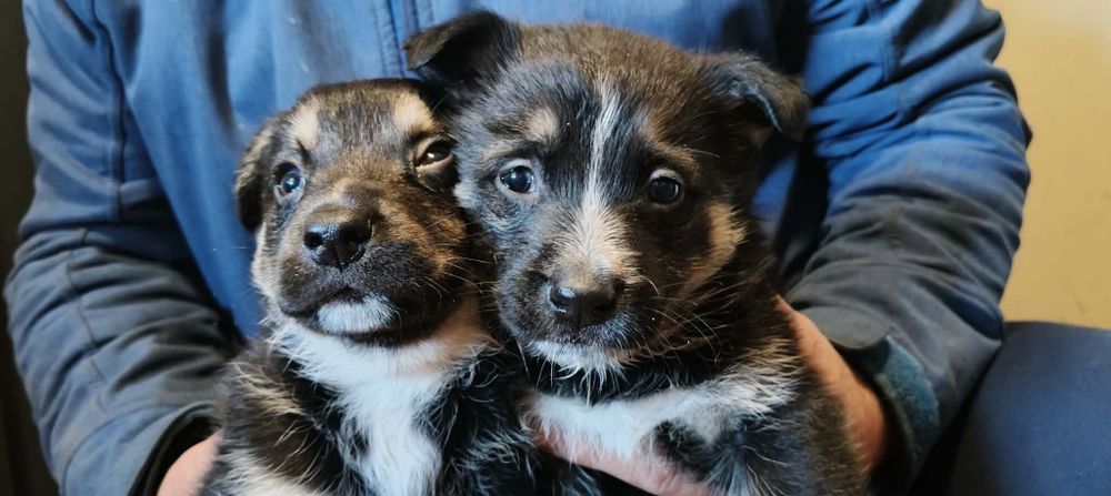 Pieski za darmo oddam