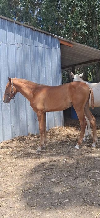 Poldro lusitano com 1 ano