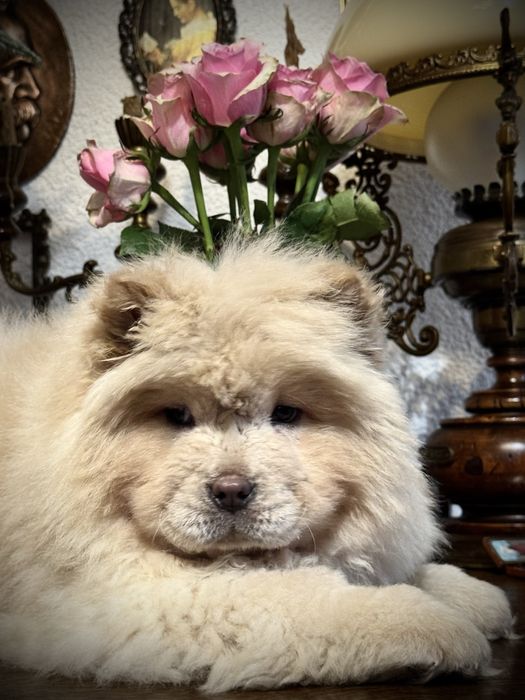 Kremowy Piesek Chow Chow z Rodowodem