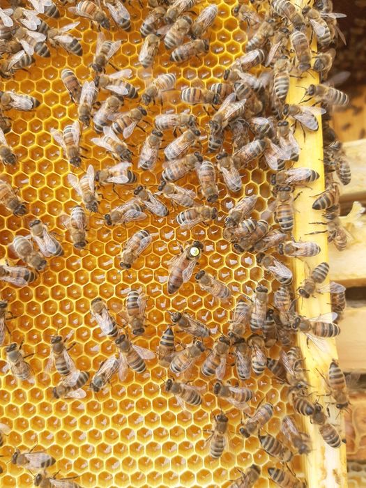 Пчелопакеты Бакфаст